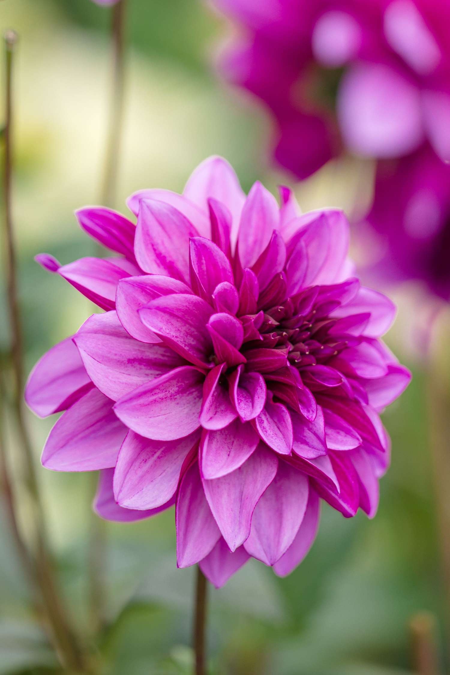 Daalia 'Blue Bell'